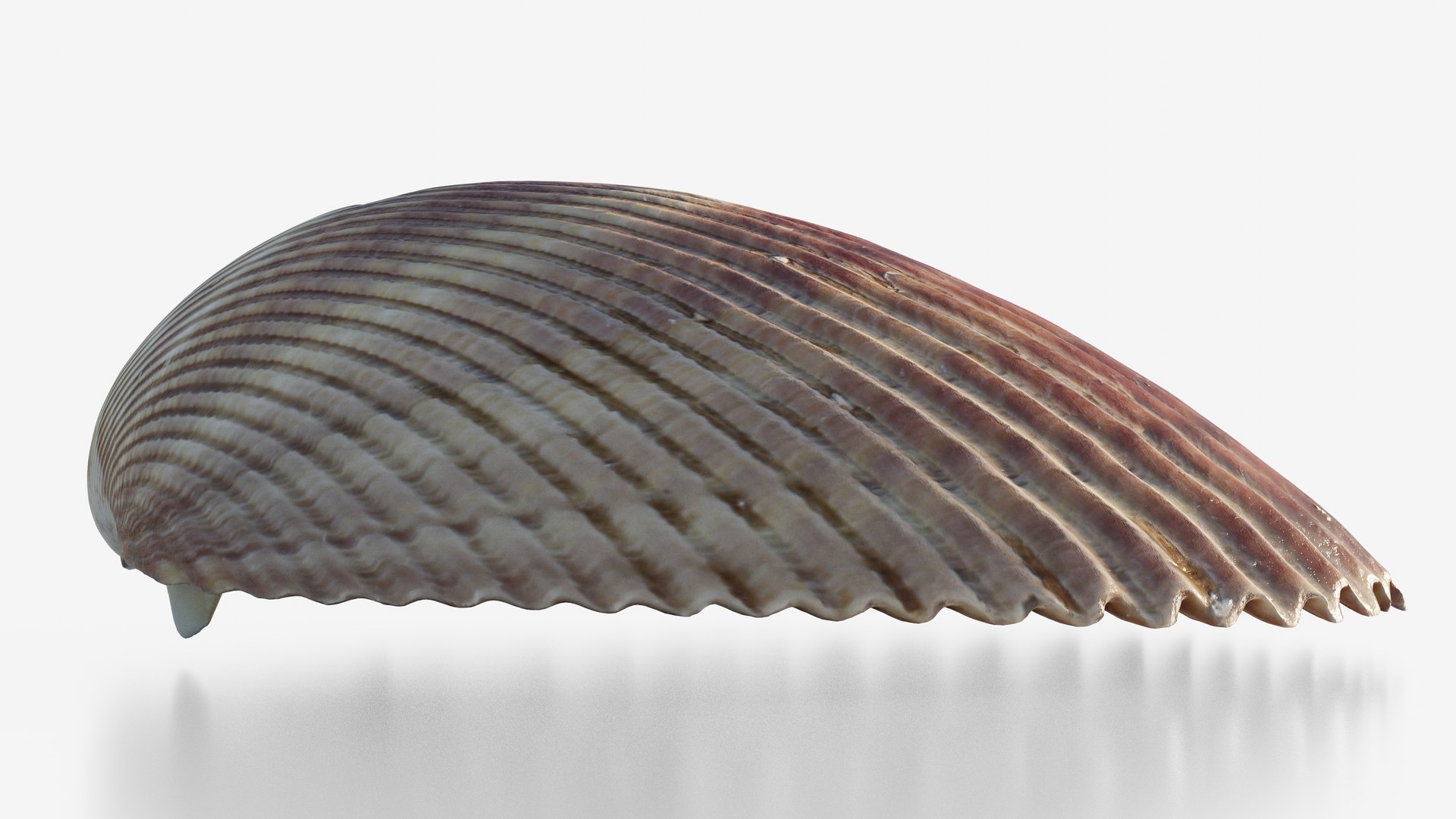 3D Scanned Seashell - TurboSquid 2345937