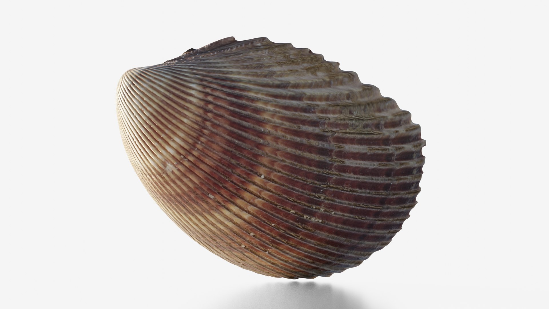 3D Scanned Seashell - TurboSquid 2345937
