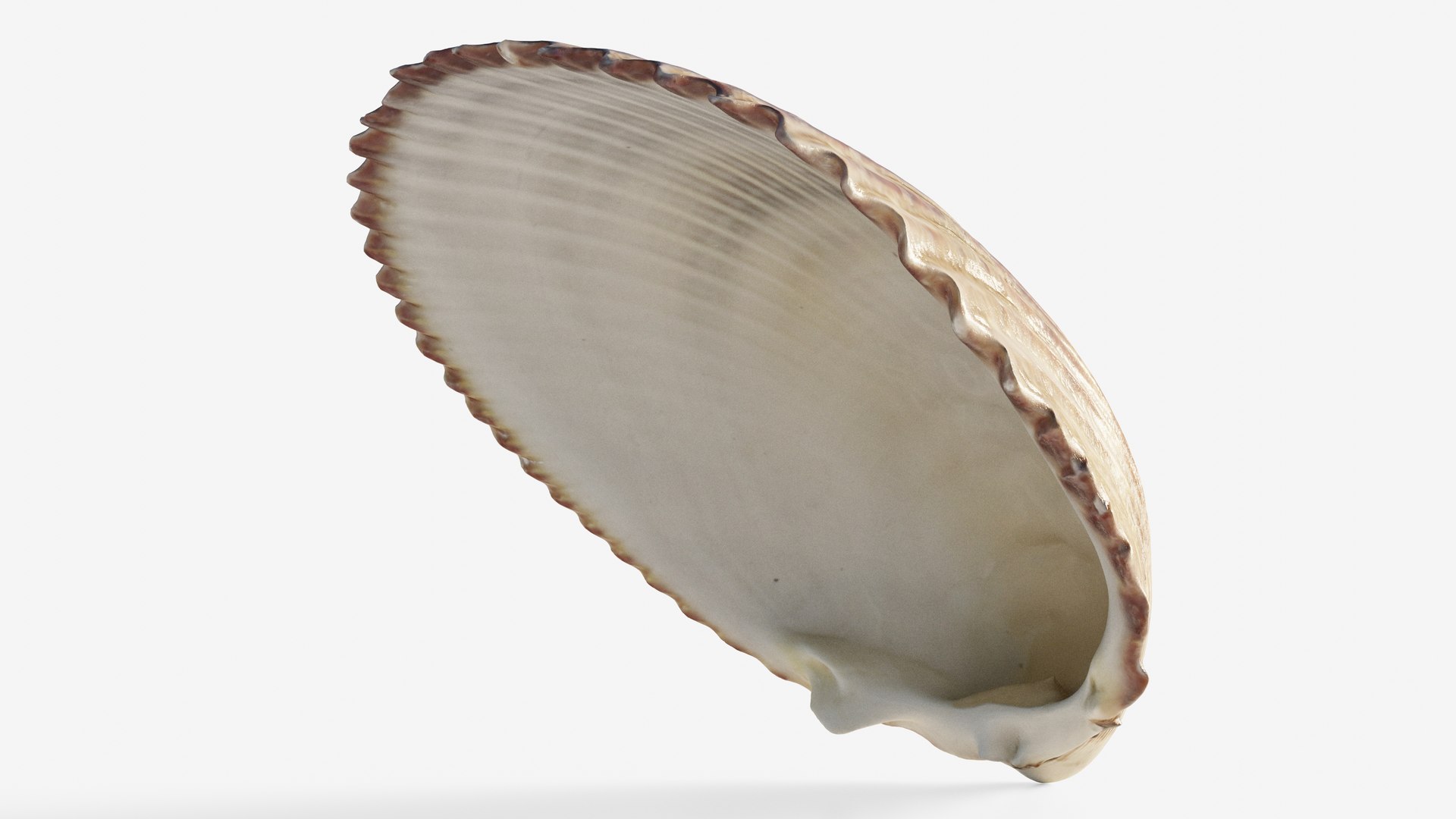 3D Scanned Seashell - TurboSquid 2345937