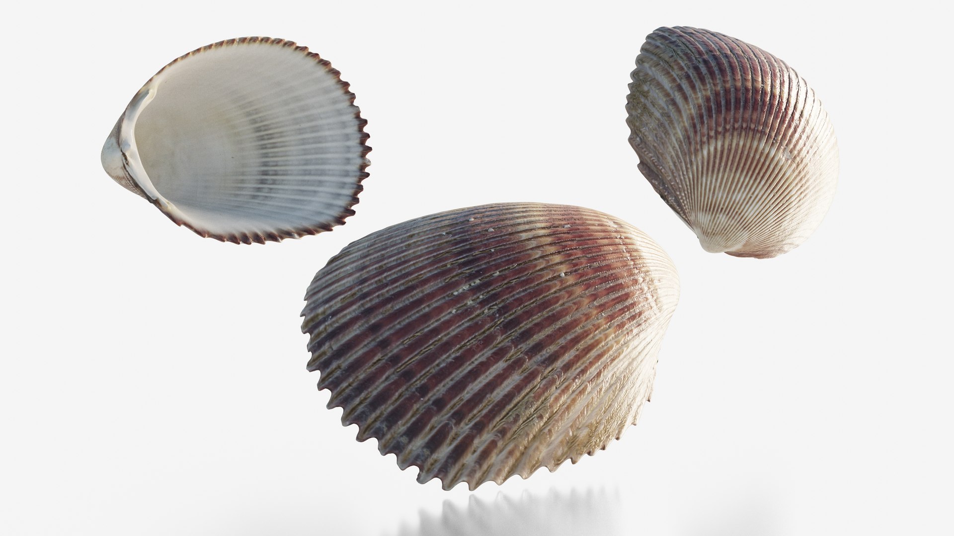3D Scanned Seashell - TurboSquid 2345937