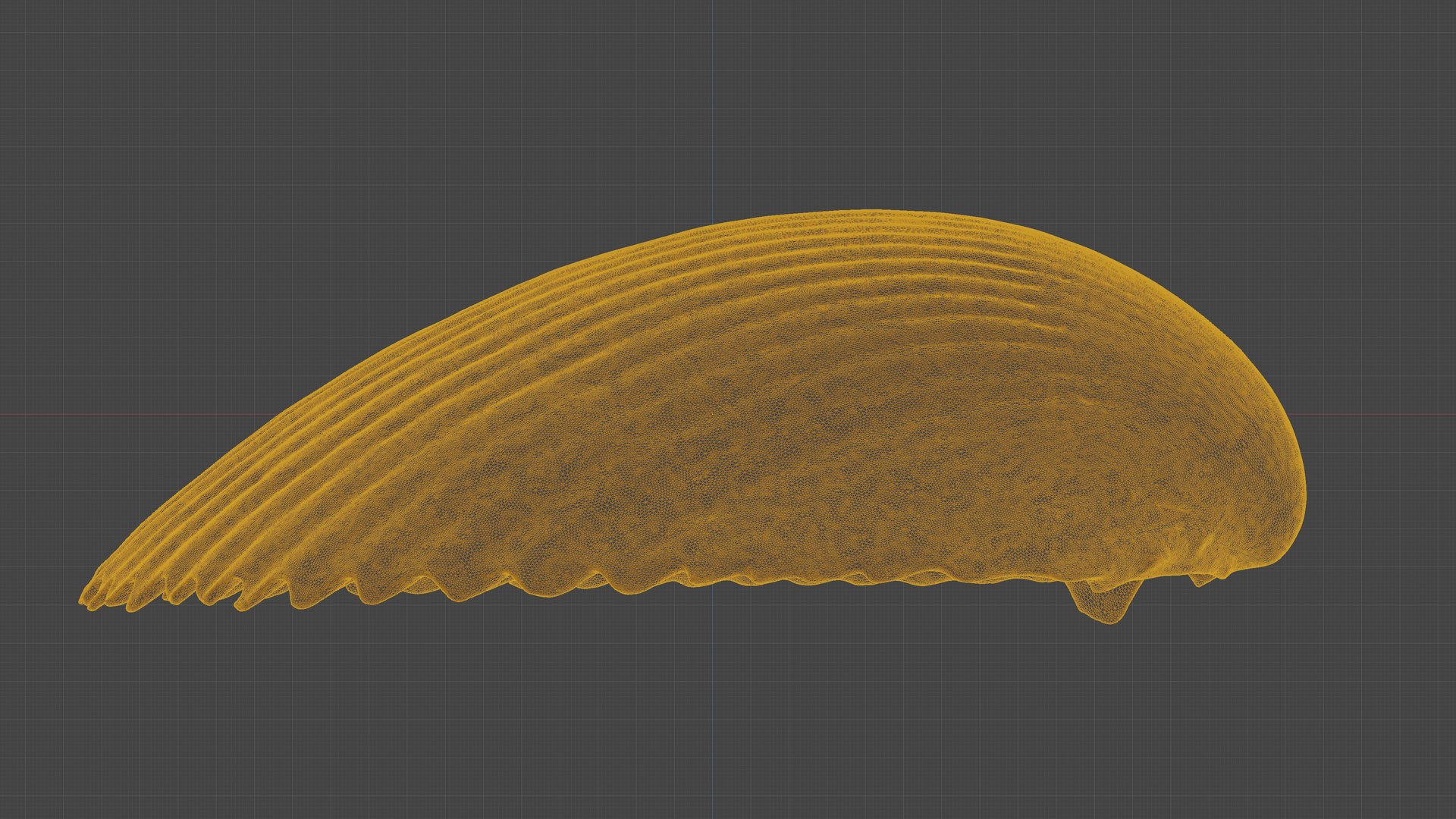 3D Scanned Seashell - TurboSquid 2345937
