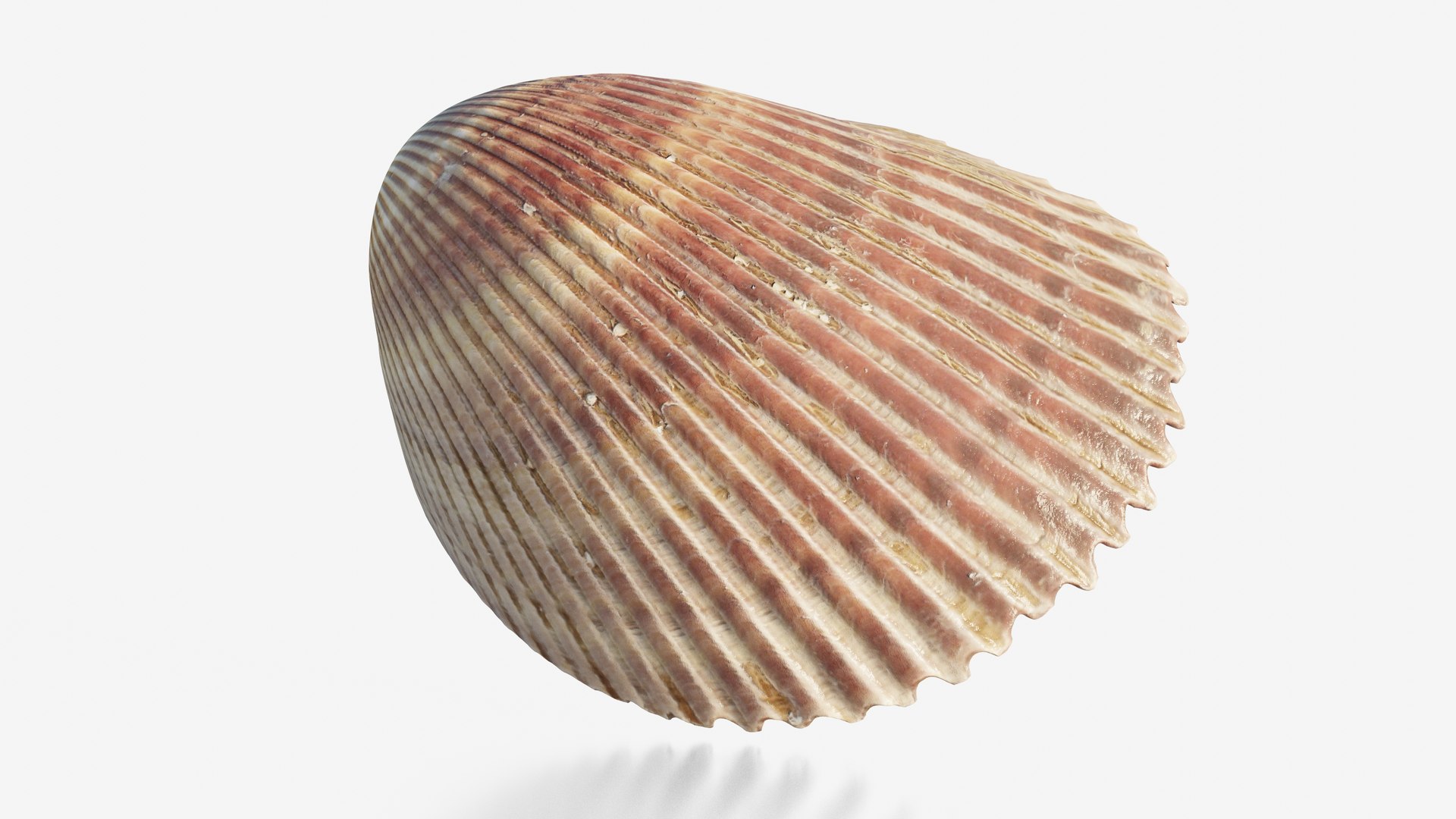 3D Scanned Seashell - TurboSquid 2345937