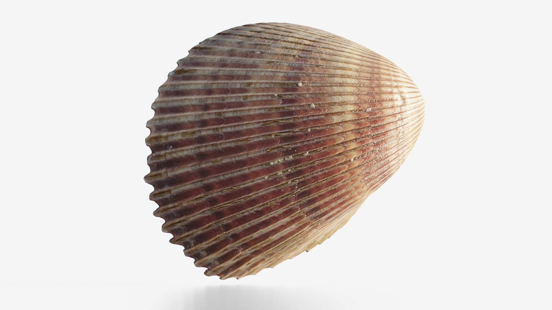 3D Scanned Seashell - TurboSquid 2345937