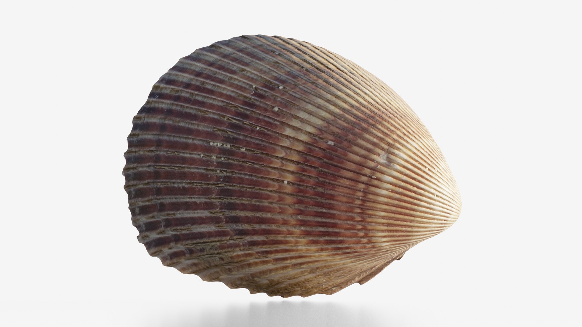 3D Scanned Seashell - TurboSquid 2345937