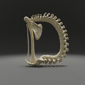 3D letter d bones skeleton