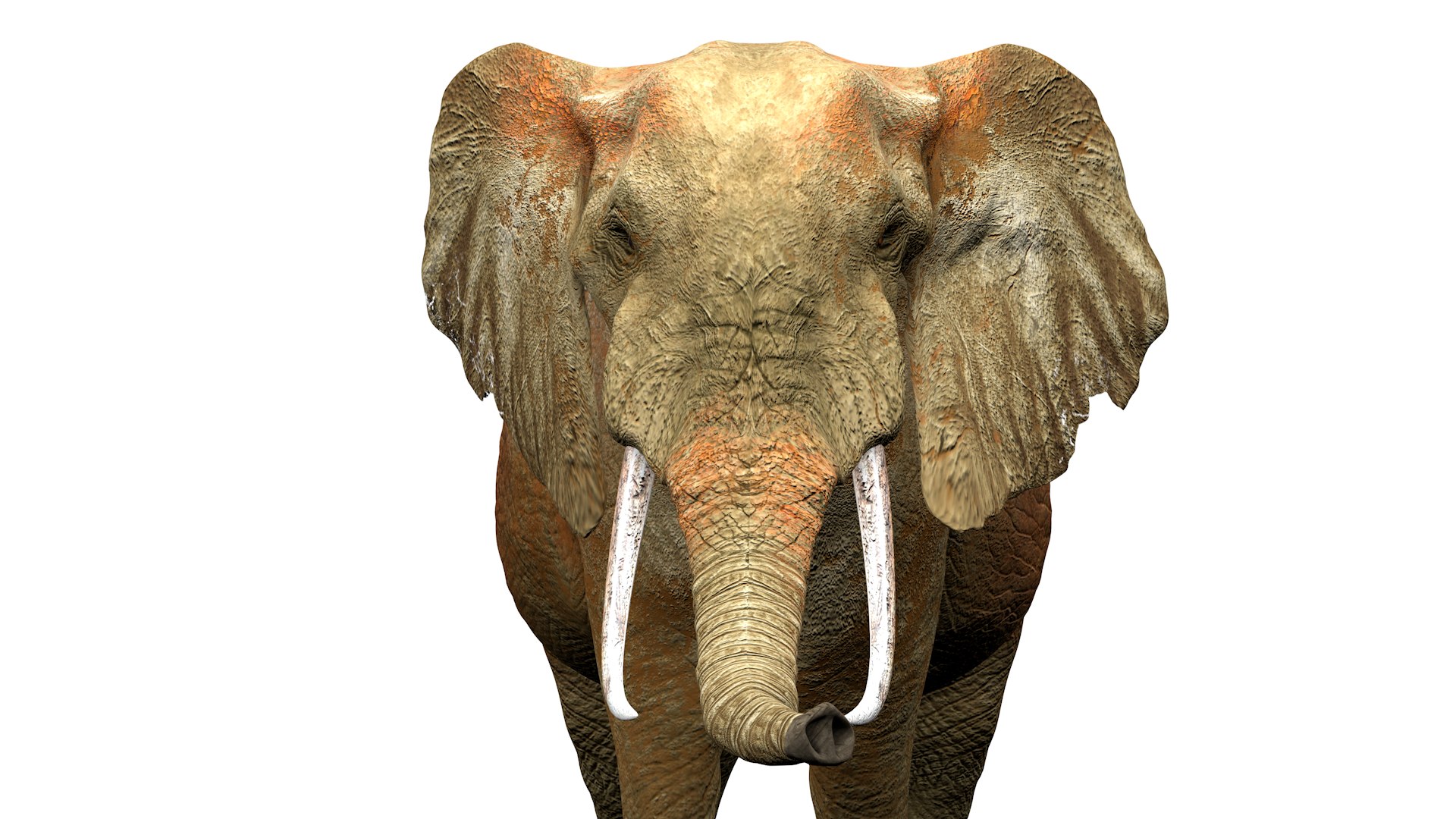 African Elephant RIGGED L2362 3D model https://p.turbosquid.com/ts-thumb/yt/zEqWmN/5y/07_0023/png/1744658572/1920x1080/fit_q87/5849451340533762ea7ef2b26d561b099dff7172/07_0023.jpg