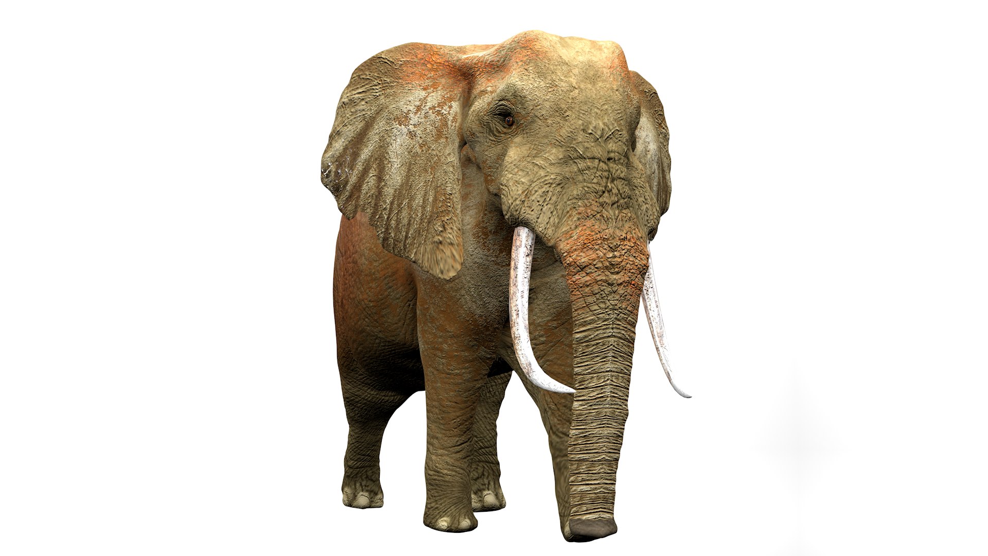 African Elephant RIGGED L2362 3D model https://p.turbosquid.com/ts-thumb/yt/zEqWmN/Ez/08_0035/png/1744658575/1920x1080/fit_q87/fc2be56a0f08cb1795727e5a745aa5ec445d55b9/08_0035.jpg