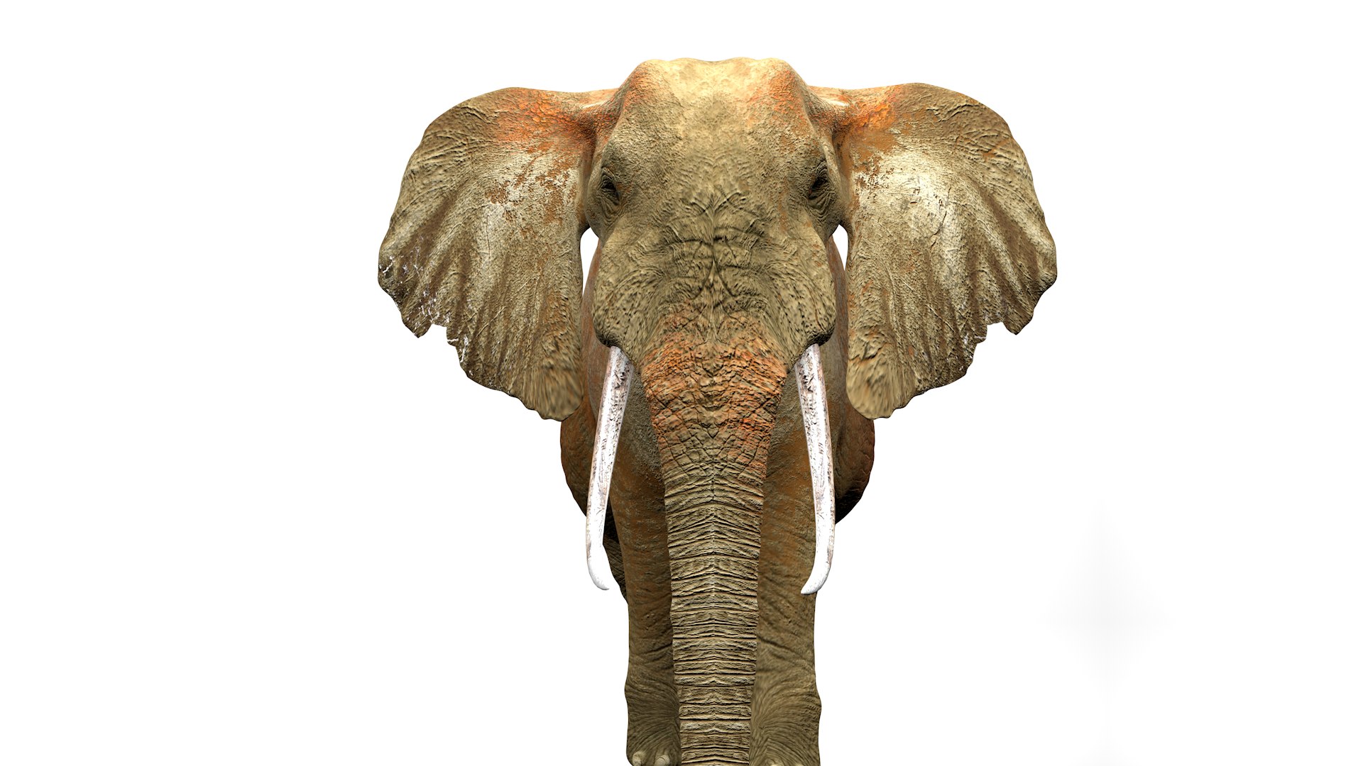 African Elephant RIGGED L2362 3D model https://p.turbosquid.com/ts-thumb/yt/zEqWmN/Fx/11_0035/png/1744658583/1920x1080/fit_q87/e50e345744e486ddc70d26338cf5f07df52d8158/11_0035.jpg