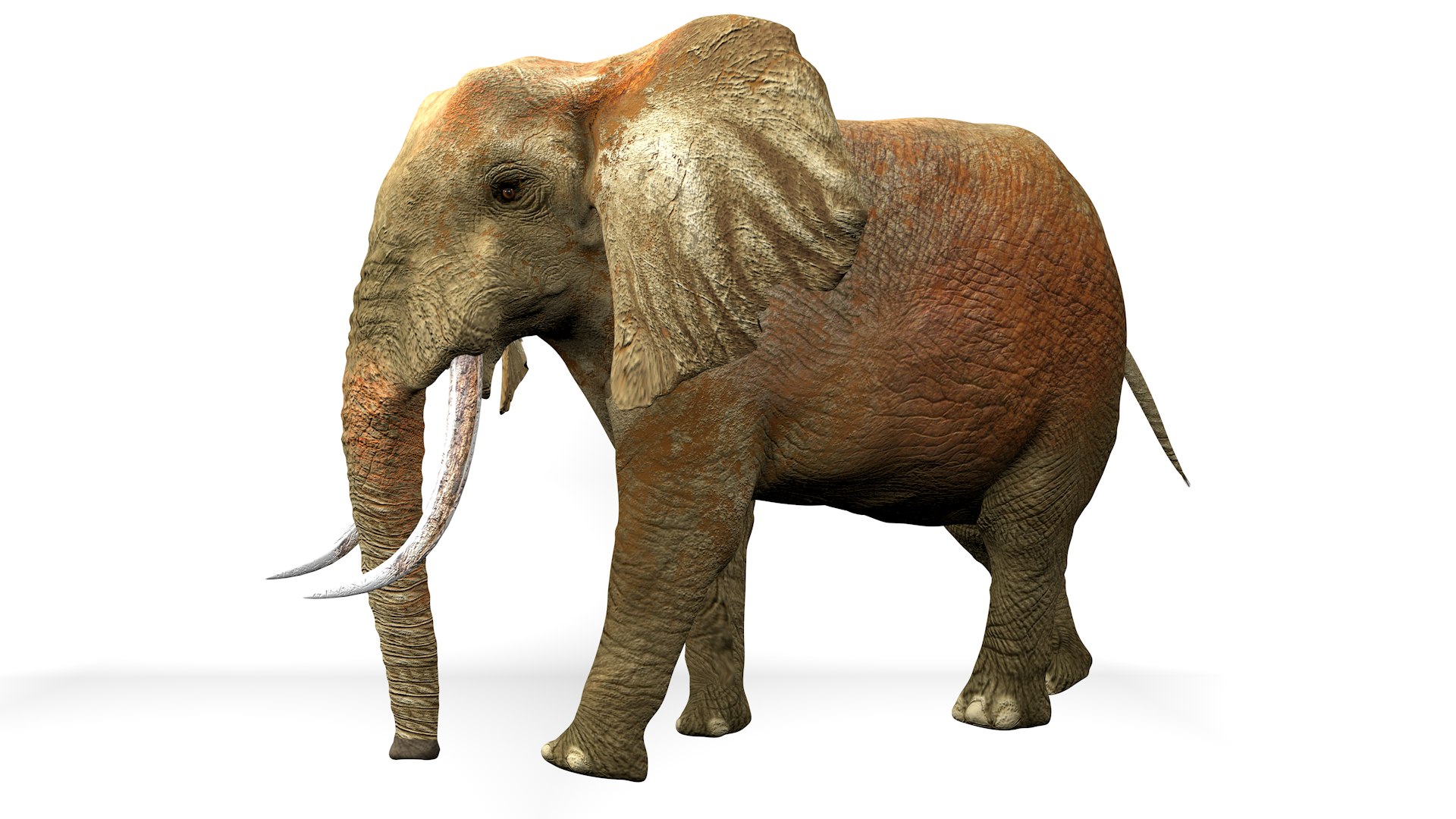 African Elephant RIGGED L2362 3D model https://p.turbosquid.com/ts-thumb/yt/zEqWmN/Gp/10_0000/png/1744658580/1920x1080/fit_q87/76ede87d6e95701b66e5e262e184302d5a4d7575/10_0000.jpg