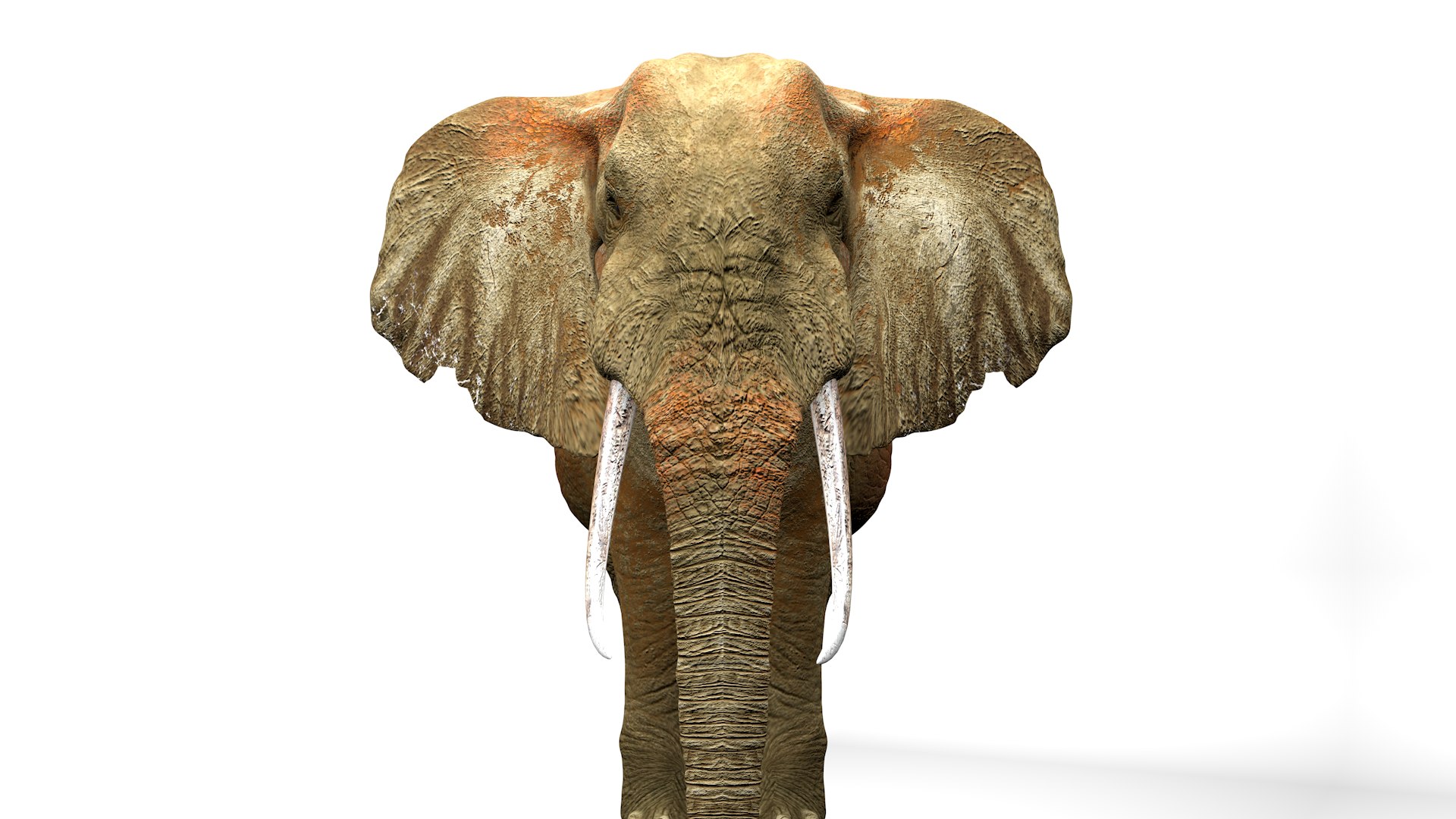 African Elephant RIGGED L2362 3D model https://p.turbosquid.com/ts-thumb/yt/zEqWmN/Re/13_0013/png/1744658585/1920x1080/fit_q87/b9c53507fa1f38a0f5218f367be60a21cf235efa/13_0013.jpg