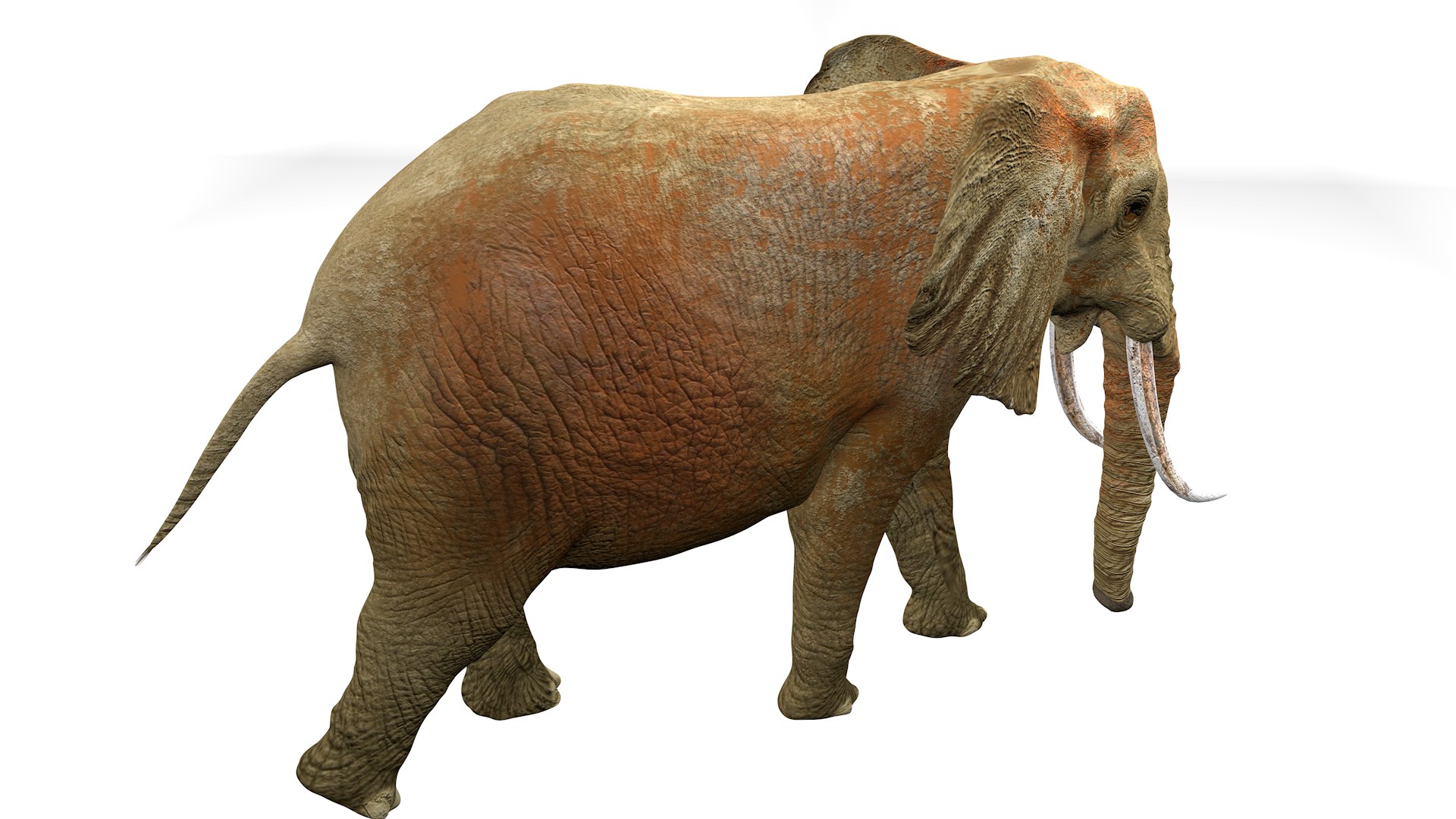 African Elephant RIGGED L2362 3D model https://p.turbosquid.com/ts-thumb/yt/zEqWmN/T8/05_0003/png/1744658565/1920x1080/fit_q87/14843412e453ec4611d701093b3ef22d52f44396/05_0003.jpg
