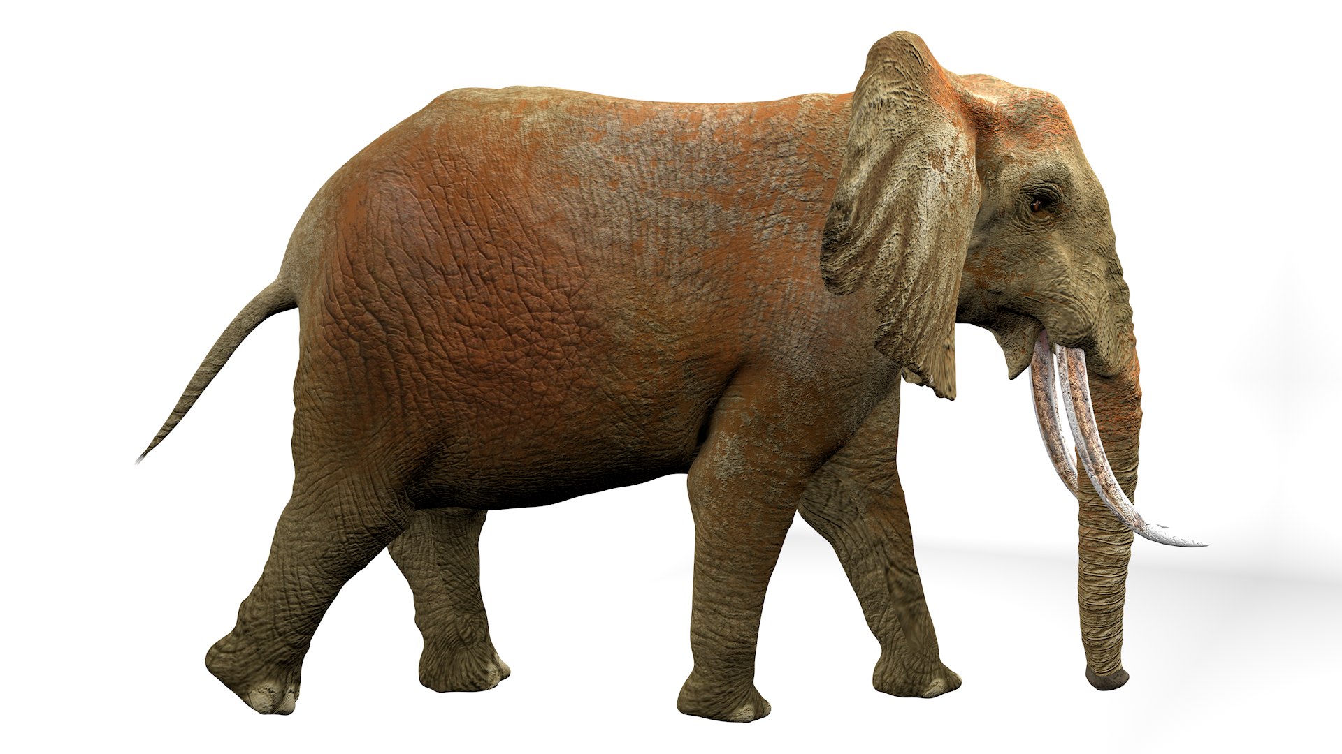 African Elephant RIGGED L2362 3D model https://p.turbosquid.com/ts-thumb/yt/zEqWmN/fg/06_0003/png/1744658568/1920x1080/fit_q87/949280458dbb40a05c921f1c4e03e9628281da13/06_0003.jpg