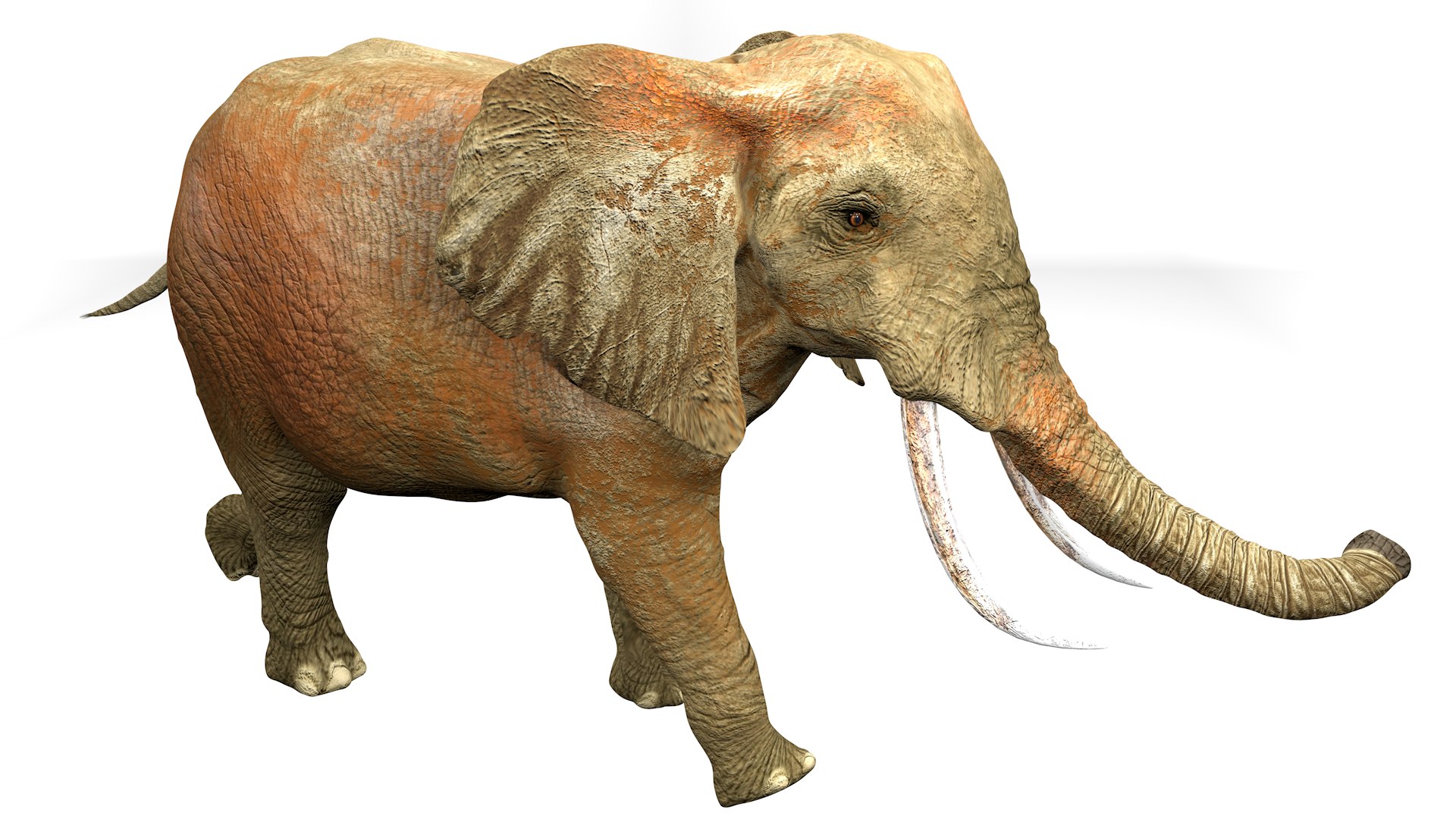 African Elephant RIGGED L2362 3D model https://p.turbosquid.com/ts-thumb/yt/zEqWmN/vB/12_0020/png/1744658584/1920x1080/fit_q87/6e68a91b14ce981e42f2552a257e4fa08d1f9fb1/12_0020.jpg
