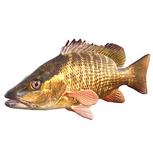3D Gray Snapper fish