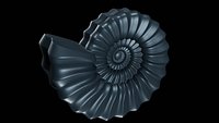 Serpenticone Conch Ornamented