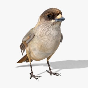 siberian jay 3D model
