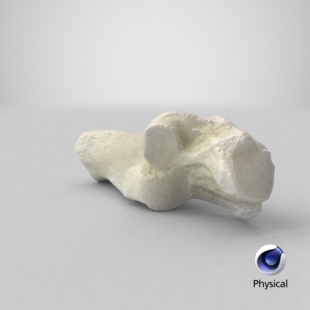 Domestic Cat Calcaneus Bone 01 3D model https://p.turbosquid.com/ts-thumb/yu/P7lcYd/5N/stemcell_cinema_4d_physical_render/png/1641540748/1920x1080/fit_q87/3134589407cbef1a20463464577cf525bdcfac34/stemcell_cinema_4d_physical_render.jpg