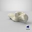 Domestic Cat Calcaneus Bone 01