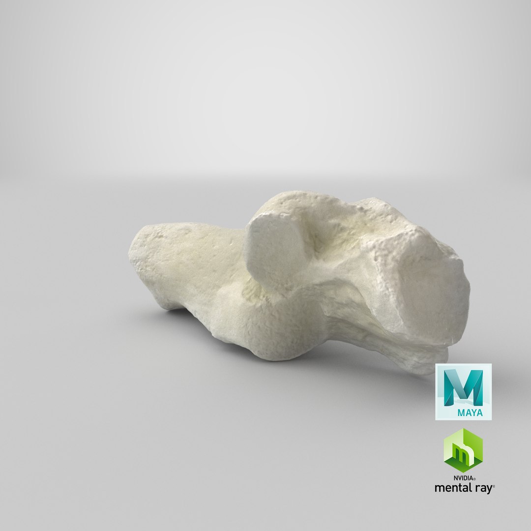 Domestic Cat Calcaneus Bone 01 3D model https://p.turbosquid.com/ts-thumb/yu/P7lcYd/9S/stemcell_maya_mental_ray_render/png/1641540755/1920x1080/fit_q87/b1438952f1e4f92200951bea4f083fd03f058c4f/stemcell_maya_mental_ray_render.jpg