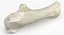 Domestic Cat Calcaneus Bone 01