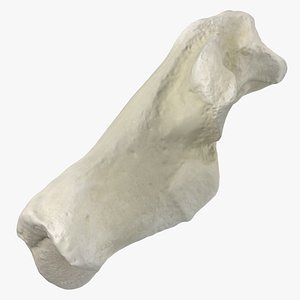 Domestic Cat Calcaneus Bone 01