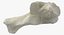 Domestic Cat Calcaneus Bone 01