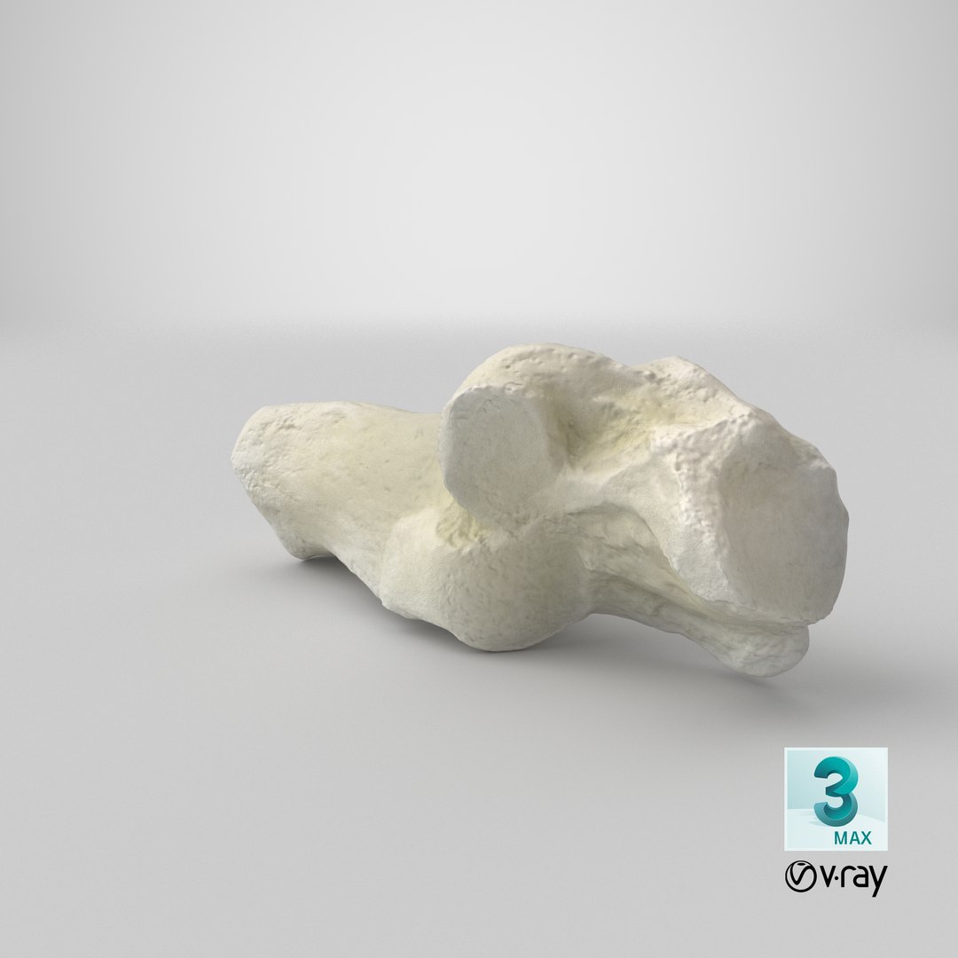 Domestic Cat Calcaneus Bone 01 3D model https://p.turbosquid.com/ts-thumb/yu/P7lcYd/gW/stemcell_max_vray_render/png/1641540753/1920x1080/fit_q87/3fb751f469f03566dba3151c3fd8fe67d85d31fe/stemcell_max_vray_render.jpg