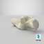 Domestic Cat Calcaneus Bone 01