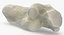 Domestic Cat Calcaneus Bone 01