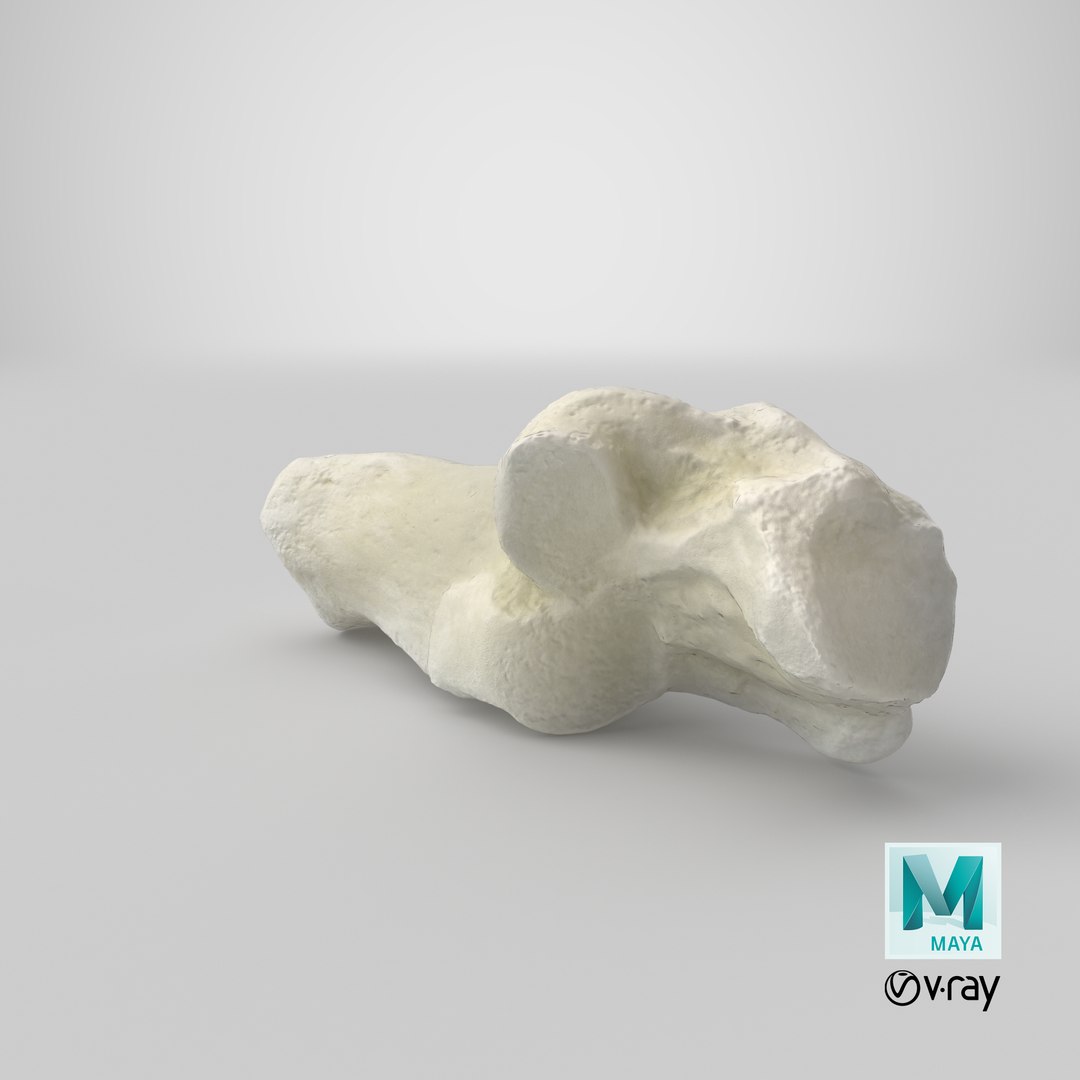 Domestic Cat Calcaneus Bone 01 3D model https://p.turbosquid.com/ts-thumb/yu/P7lcYd/on/stemcell_maya_vray_render/png/1641540756/1920x1080/fit_q87/7c90c8602b9a428f28962d6dc29f625a03fc04bf/stemcell_maya_vray_render.jpg