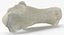 Domestic Cat Calcaneus Bone 01