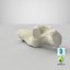 Domestic Cat Calcaneus Bone 01