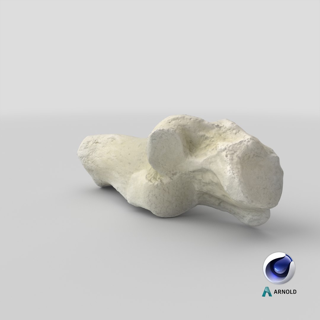 Domestic Cat Calcaneus Bone 01 3D model https://p.turbosquid.com/ts-thumb/yu/P7lcYd/uL/stemcell_cinema_4d_arnold_render/png/1641540749/1920x1080/fit_q87/02d0773c73d8d39771fec12cd97535ba7068fa1f/stemcell_cinema_4d_arnold_render.jpg