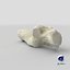 Domestic Cat Calcaneus Bone 01