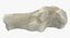 Domestic Cat Calcaneus Bone 01