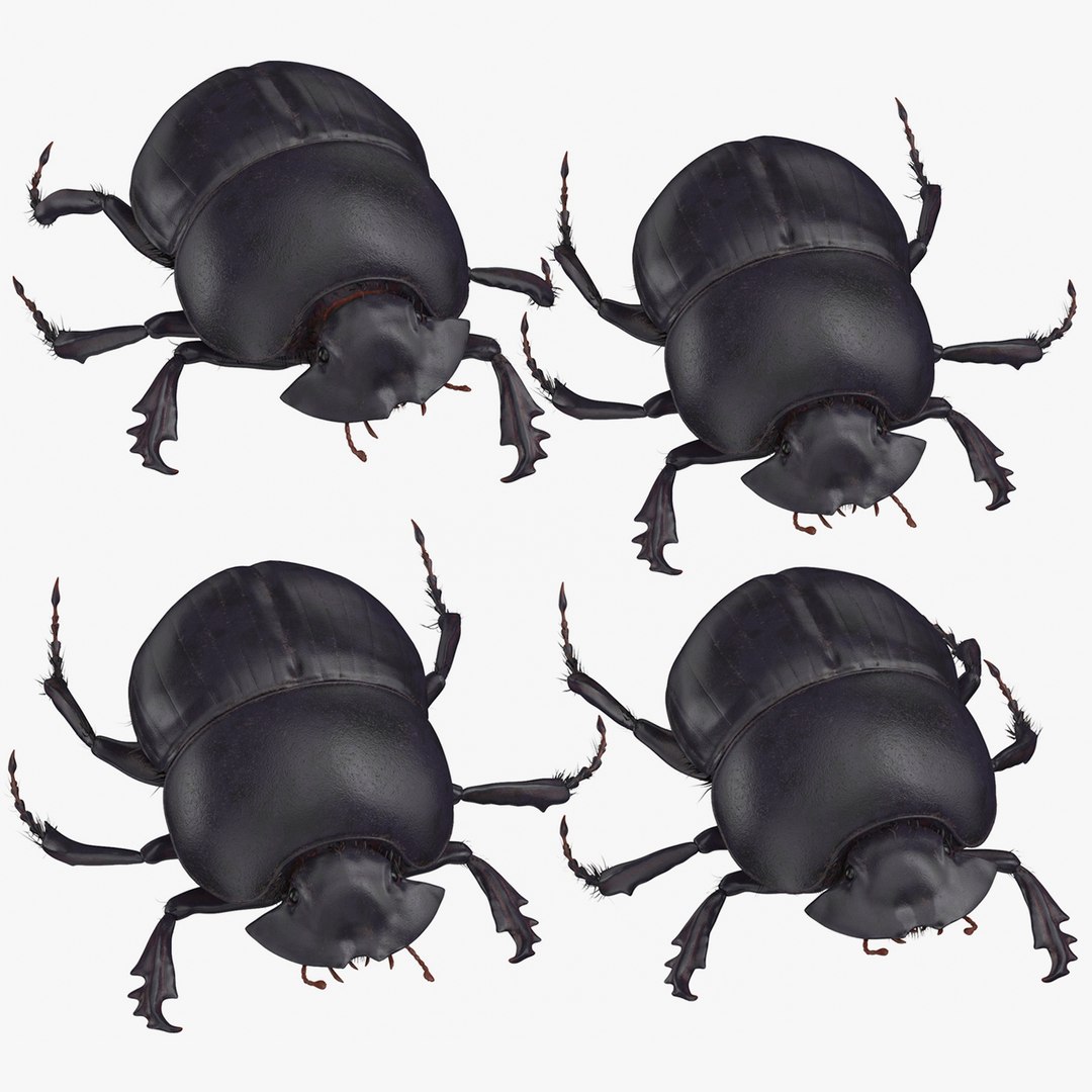3D black scarab beetle - TurboSquid 1398891