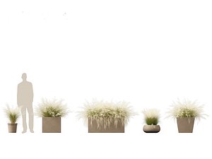 Nassella tenuissima - Mexican feather grass 03 3D model