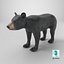 Young Black Bear