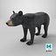 Young Black Bear