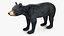 Young Black Bear