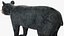 Young Black Bear