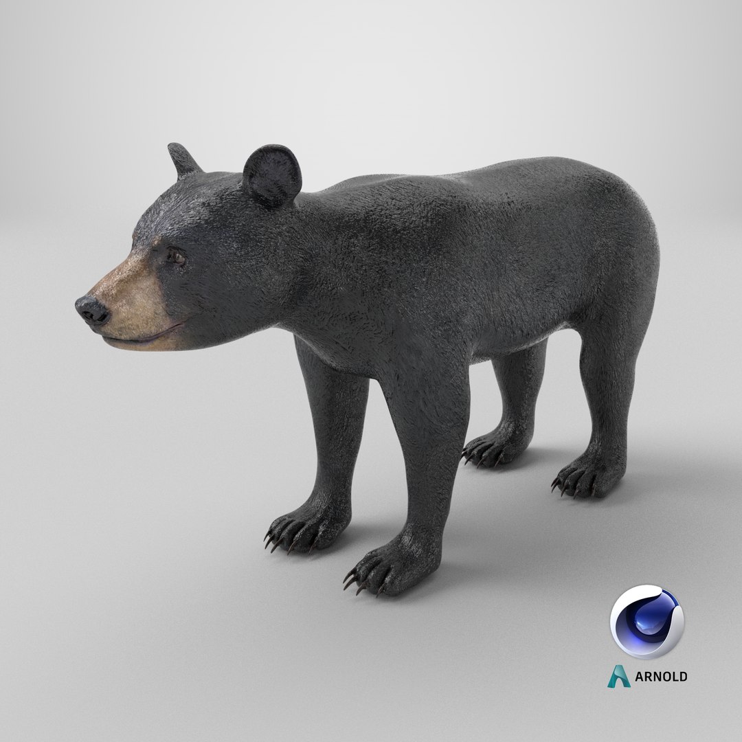 Young Black Bear model https://p.turbosquid.com/ts-thumb/yu/sbGEP9/6x/stemcell_cinema_4d_arnold_render/png/1724316234/1920x1080/fit_q87/133192c8c3bbc460fb0d38cb88b98608f4b69949/stemcell_cinema_4d_arnold_render.jpg