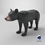 Young Black Bear