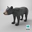 Young Black Bear