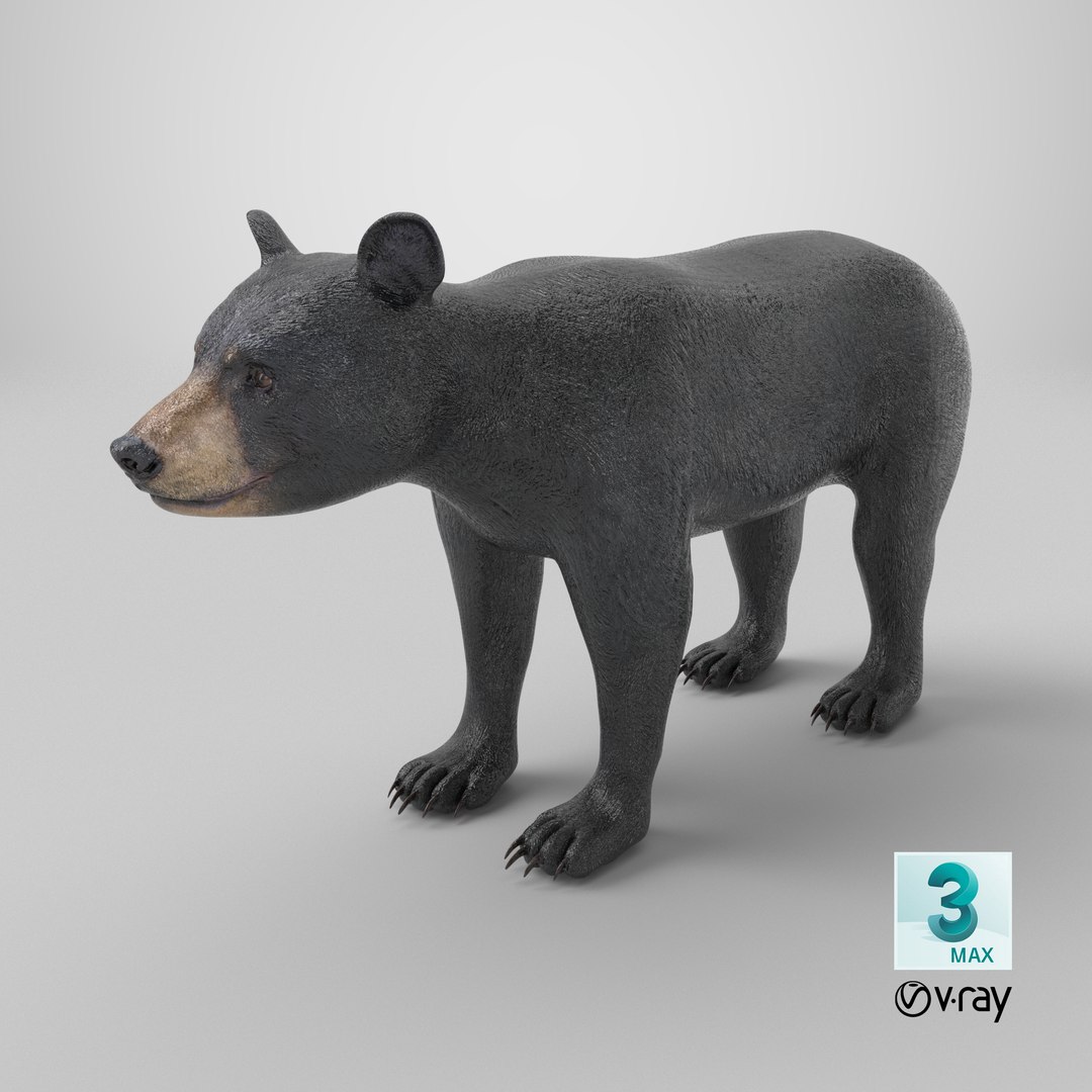 Young Black Bear model https://p.turbosquid.com/ts-thumb/yu/sbGEP9/99/stemcell_max_vray_render/png/1724316239/1920x1080/fit_q87/df77d6869745adff5893028a6124062f7c2a5ce4/stemcell_max_vray_render.jpg