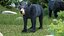 Young Black Bear