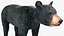 Young Black Bear
