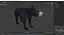 Young Black Bear