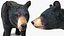 Young Black Bear