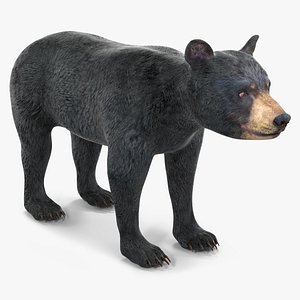 Young Black Bear